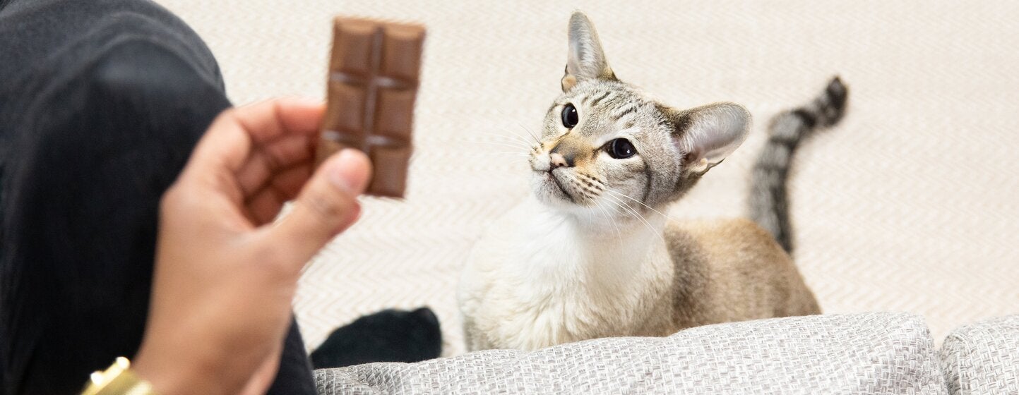 Light furred kitten looking at a chocolate bar.