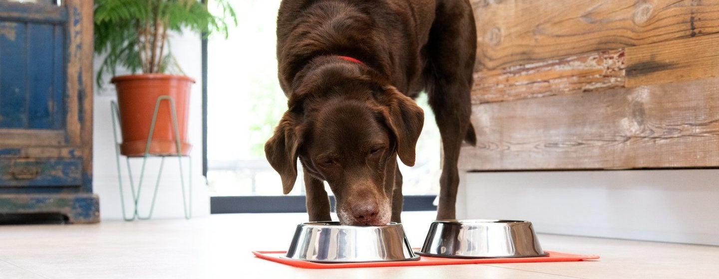 chocolate labrador eating from bowl