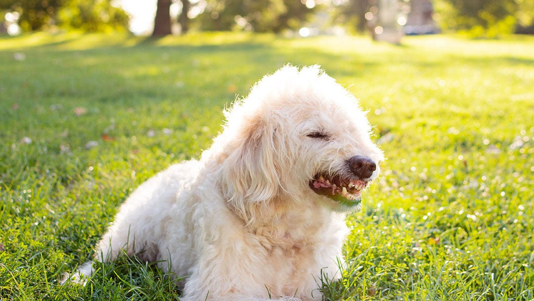 Dog Growling Meaning | White Dog Growling In Park