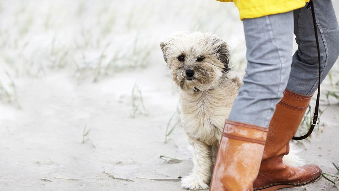 White Tibetan Terrier on the beach in the wind.