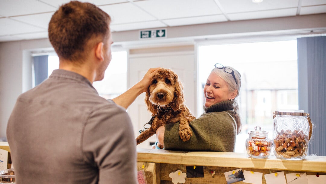 Hypoallergenic Dogs | Brown Dog Being Held And Stroked