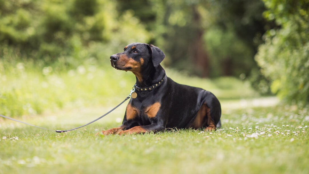 Black And Brown Dogs | Rottweiler Sitting Down On A Lead