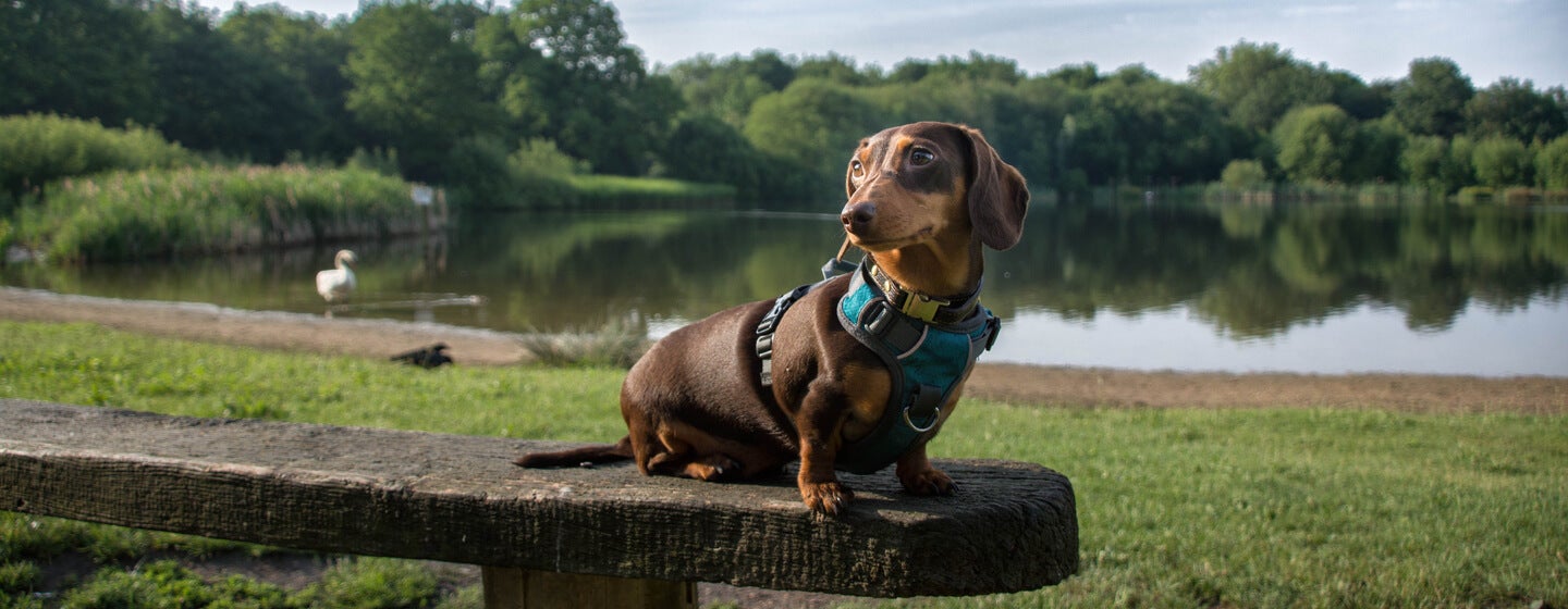 Dachschund in park