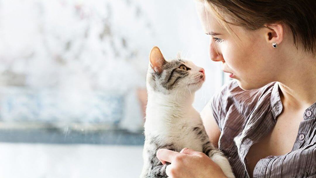 Cat Adoption - How to Adopt or Rescue a Cat | Purina