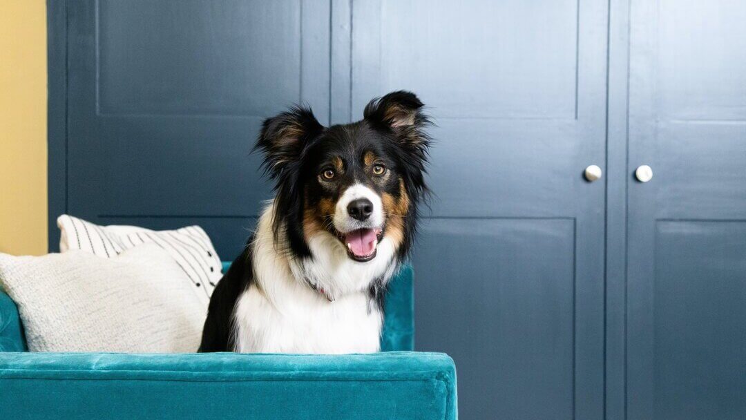 Happy dog on sofa