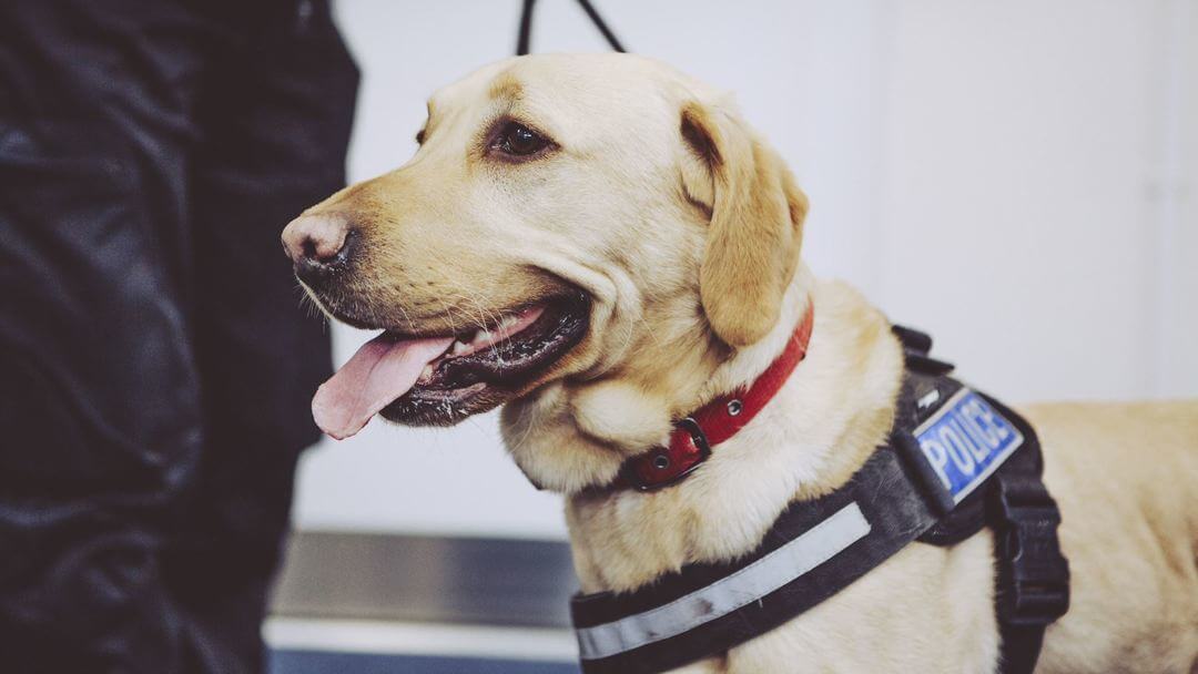 Military And Police Dogs | Golden Labrador With Red Collar And Police Harness