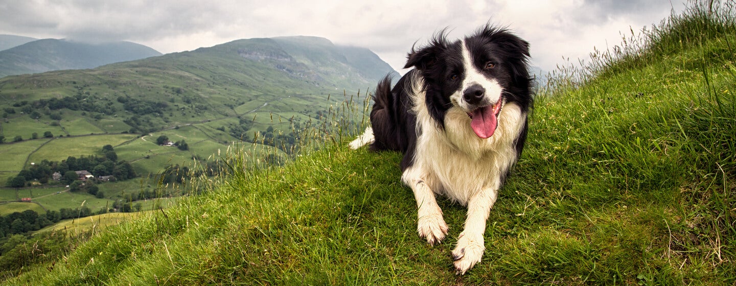 Border Collie sitting on top of a mountain with tongue out.
