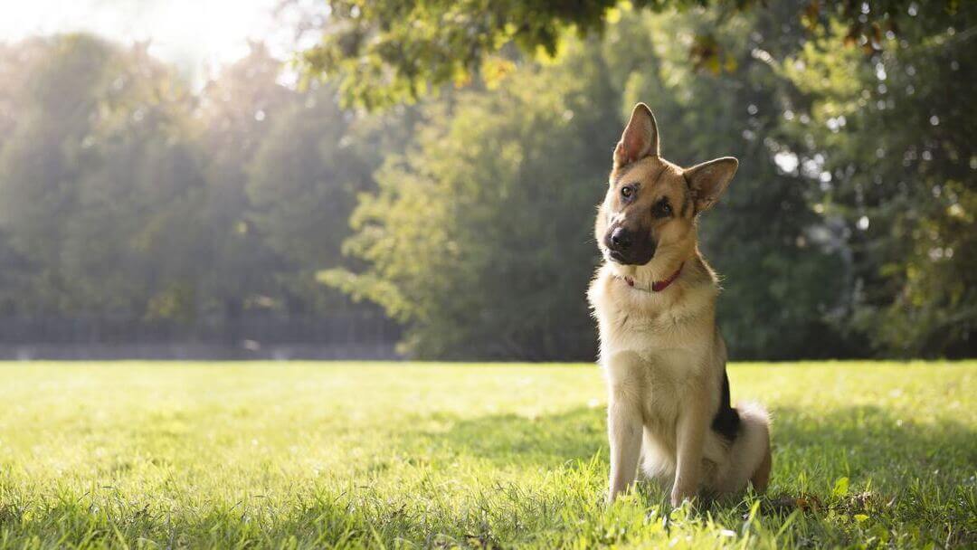 Smartest Dog Breeds | Brown German Shepherd Sitting Under A Tree.