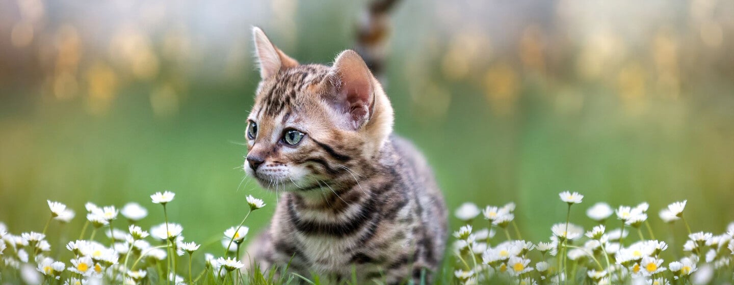 Bengal Kitten lying in the daisies.