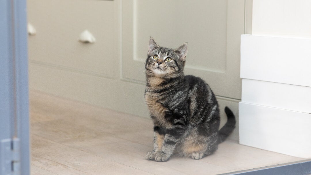 What Are Tabby Cats | Dark Tabby Cat Looking Up Out Of The Window.