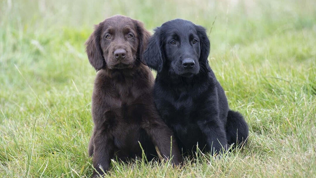 Brown and black dog sitting in grass field