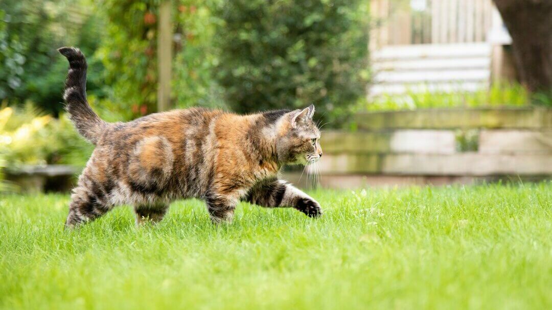 Cat Anatomy | Dark Brown, Patchy Cat Walking Through The Grass.