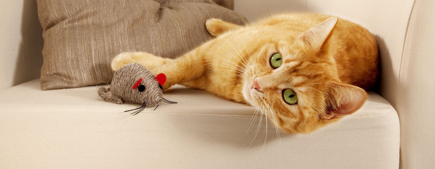 ginger cat laying next to mouse toy