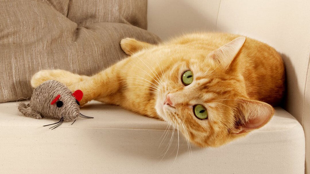 ginger cat laying next to mouse toy