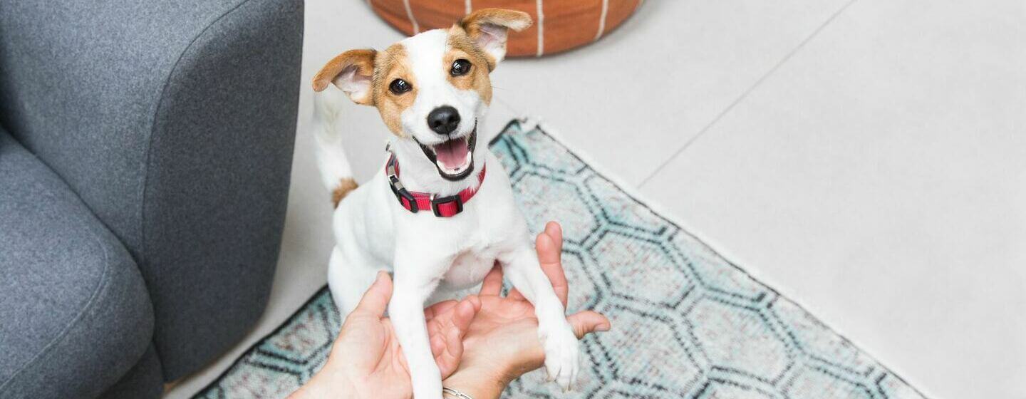 Excited puppy Jack Russell Terrier playing with owner.