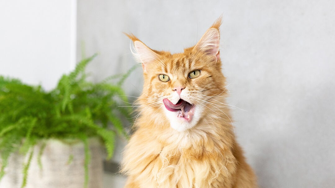 Cat Bad Breath | Ginger Cat With Wide Open Mouth Licking Nose.