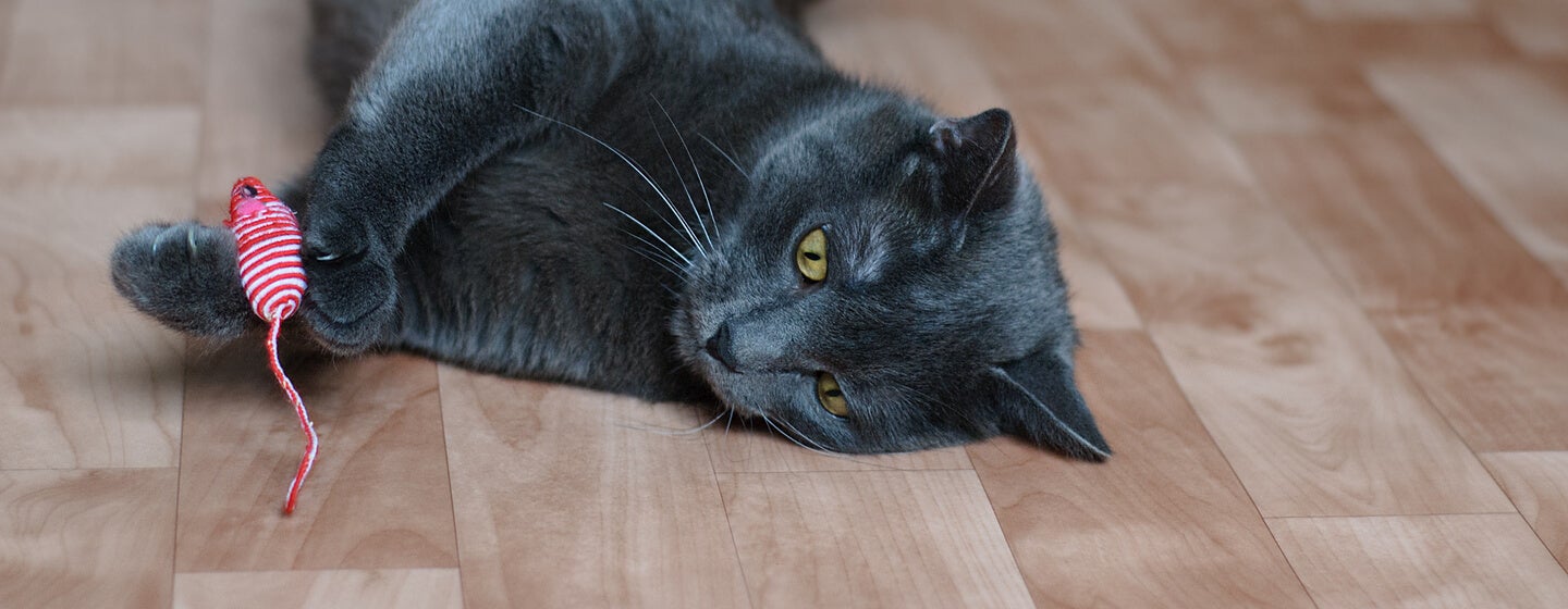 Black cat lounging on floor