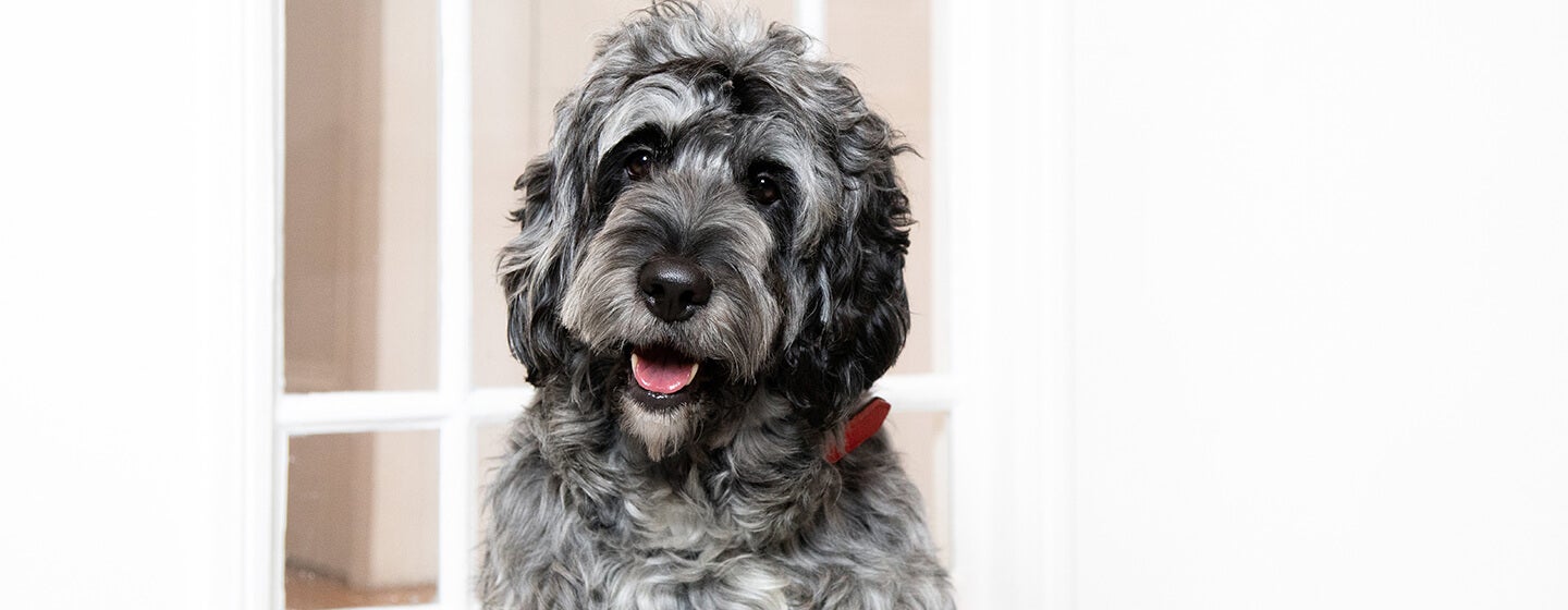 Dog sitting in front of a door