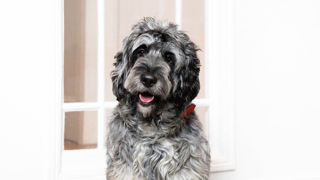 Dog sitting in front of a door