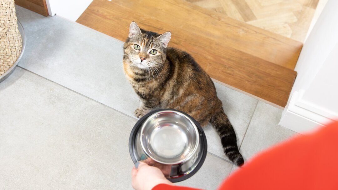 Dark brown cat looking up at empty food bowl.