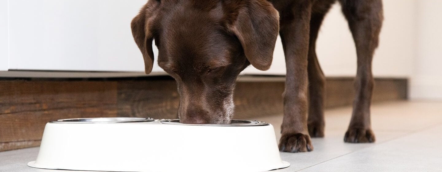 Chocolate Labrador eating food out of a white bowl.