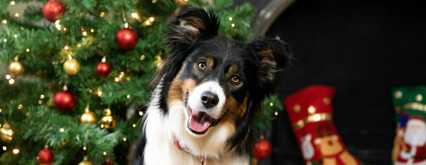 Black and white dog posing in front of a christmas tree