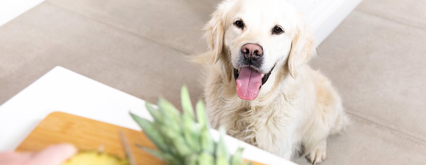 Dog with tongue out watching pineapple being cut