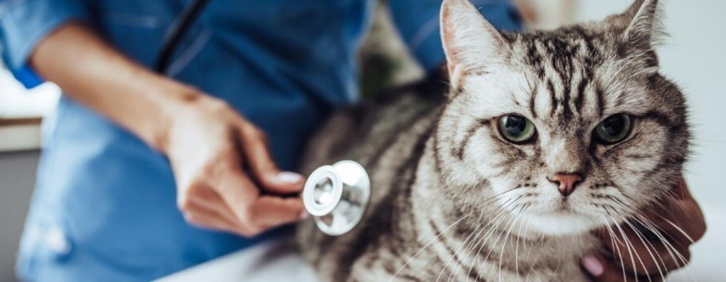 Cat at vets with a stethoscope