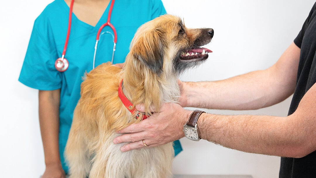 Owner holding dog at vets
