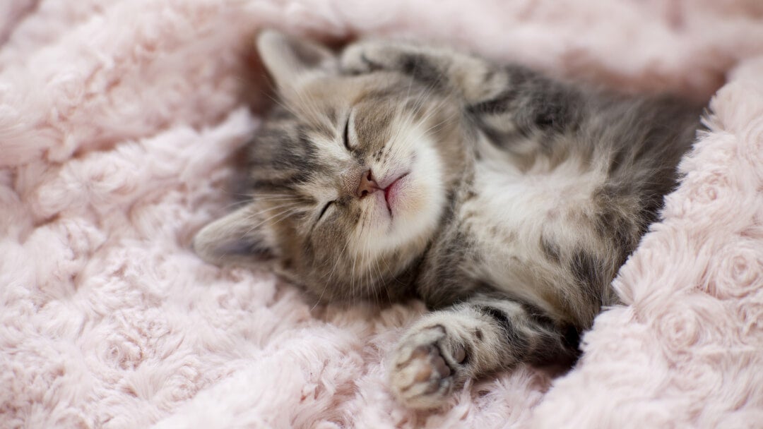 Newborn Kitten | Newborn Kitten In Blanket
