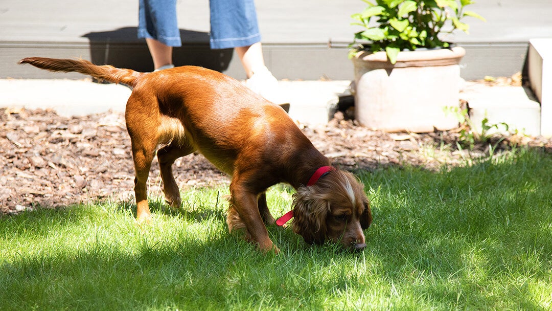 Blind Dog | Brown Dog Sniffing Grass In The Garden
