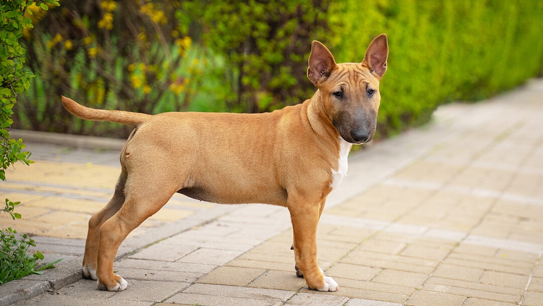 Dog standing in a garden