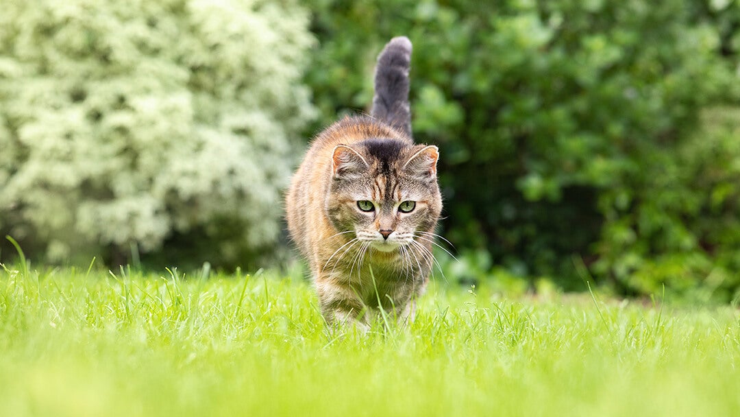 Cat Fleas | Cat Walking Through Grass