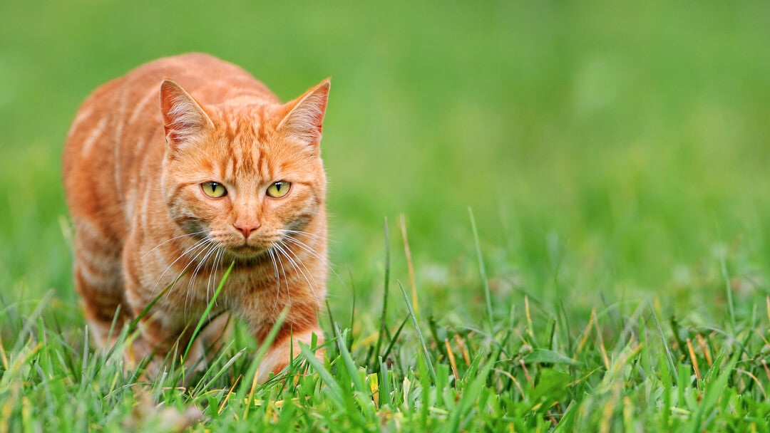 Cats And Hunting | Ginger Cat In Grass Hunting