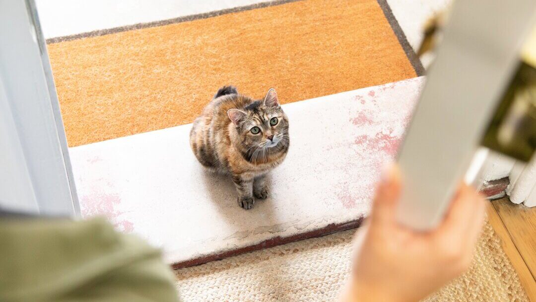 Cats In Labor Signs | Dark Brown Cat Sitting On Doorstep