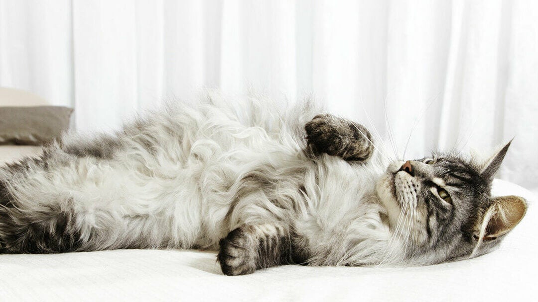 Grey cat rolling around on a bed.