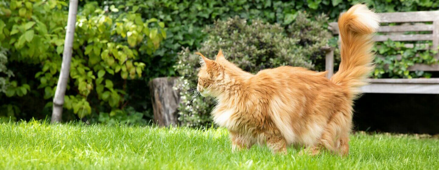 Fluffy ginger cat in the garden.