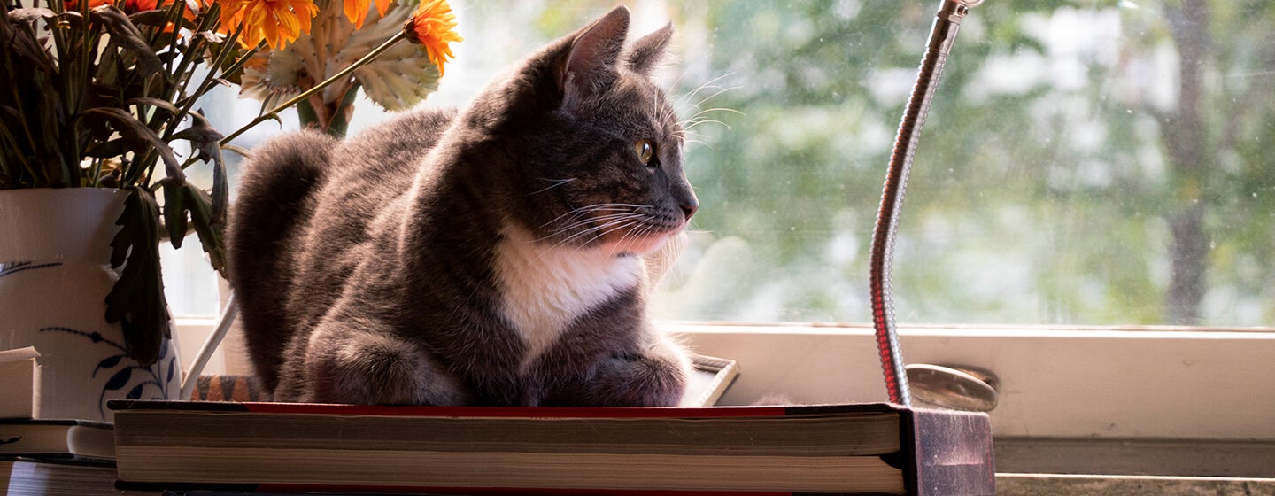 Cat sitting on desk