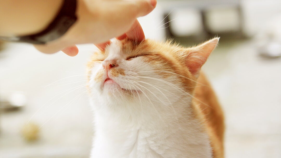 Cat Always Hungry | Person Petting A Cat