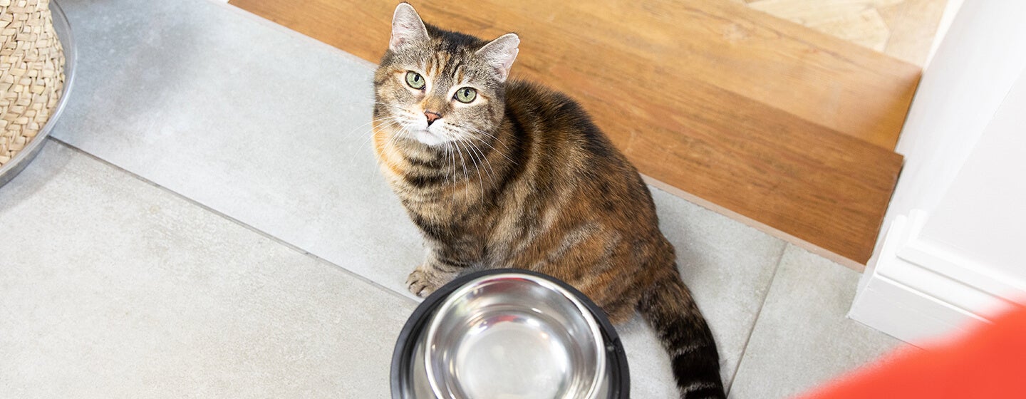 Cat looking up at bowl