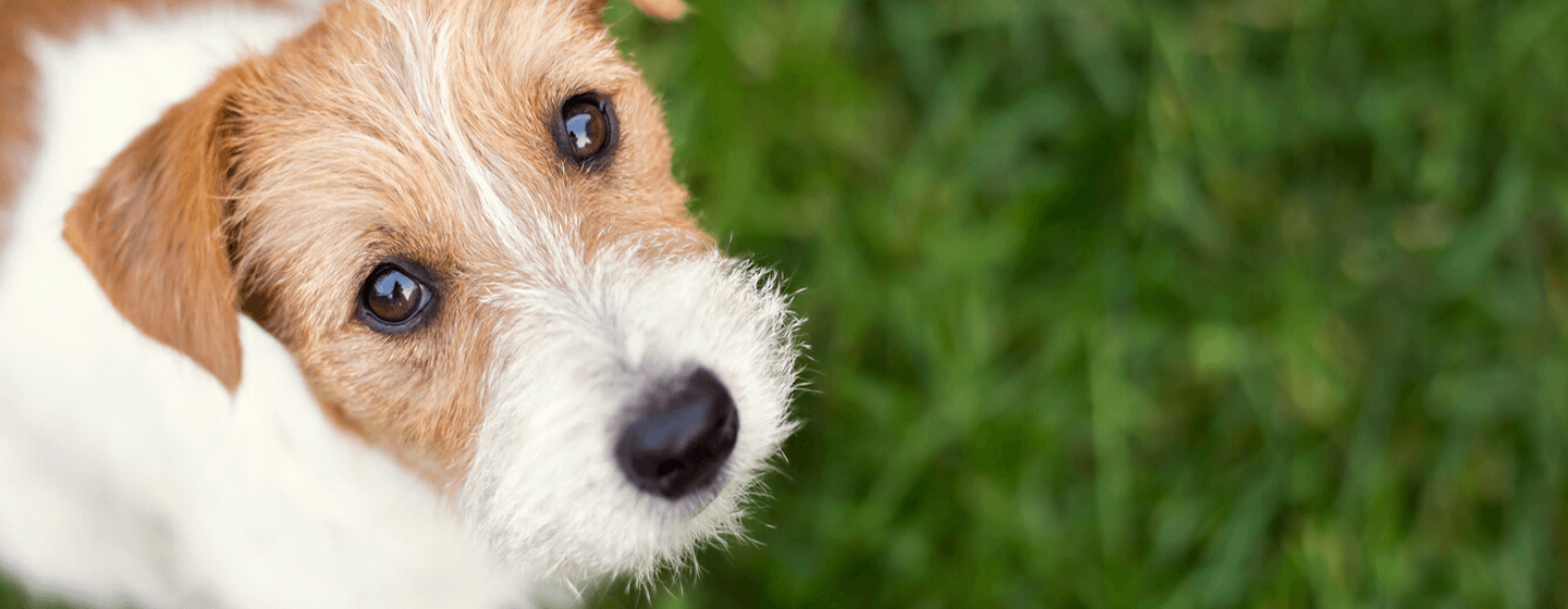 Parsons Russell Terrier on grass looking up