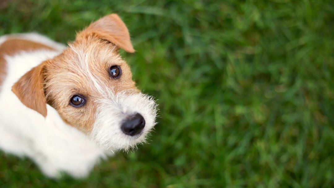 Parsons Russell Terrier on grass looking up