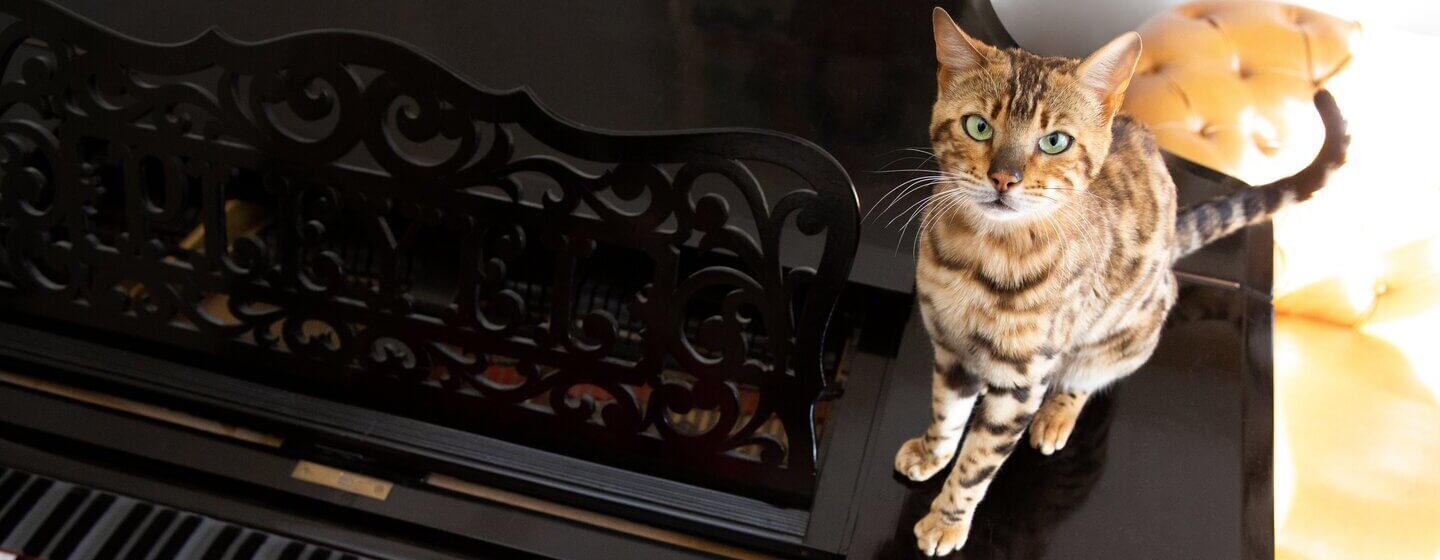 Bengal cat sitting on a piano while it's being played.