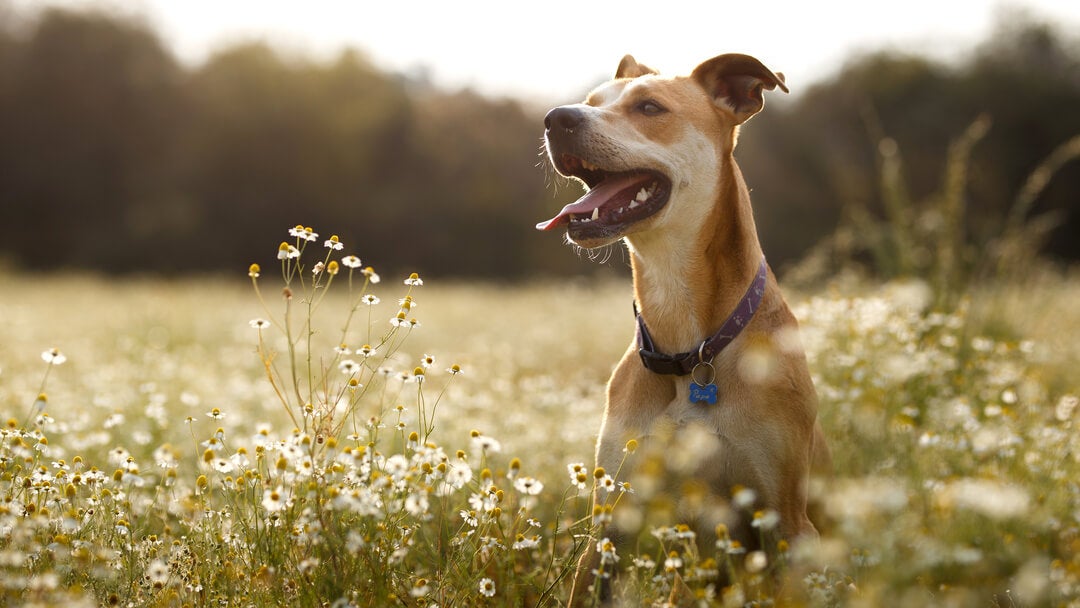Dog Allergies | Dog Jumping In A Field Of Daisies