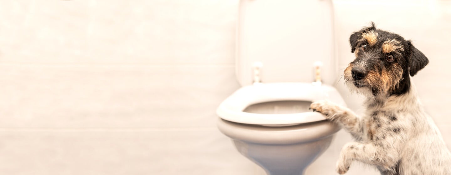 dog standing up on toilet