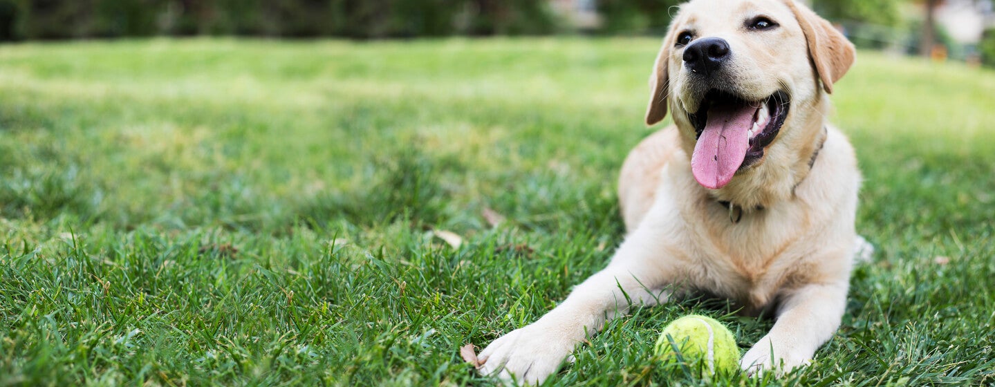 Happy dog with ball