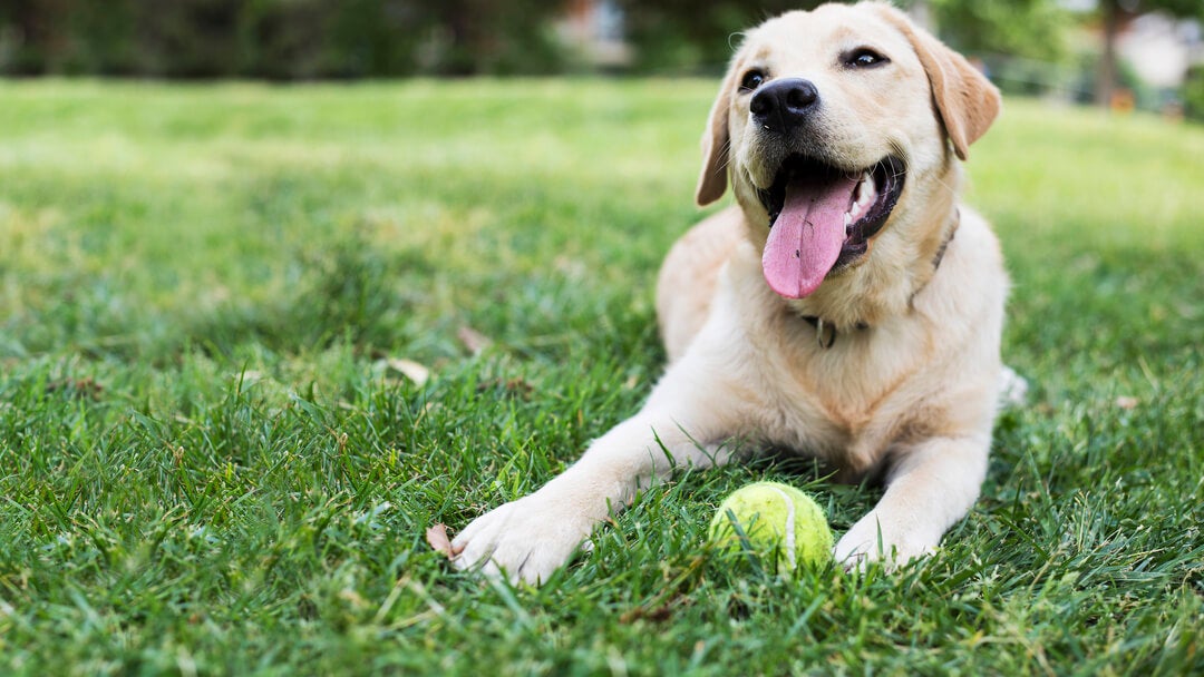 Dog Teeth | Happy Dog With Ball