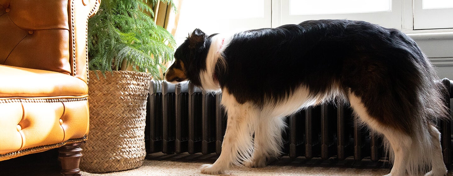 Dog sniffing plant in living room