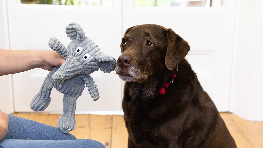  Sad looking dog with toy