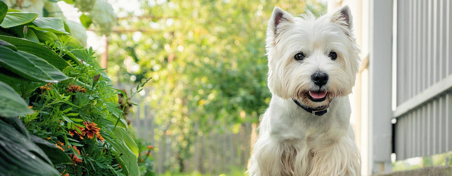 Dog walking down garden path